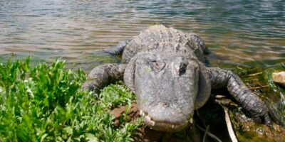 Colorado Gators Reptile Park
