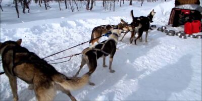 Mountain Musher Dog Sledding Bond