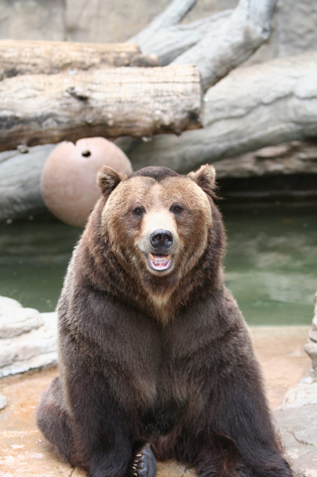 Do Grizzly Bears Still Live in Colorado? - Uncover Colorado