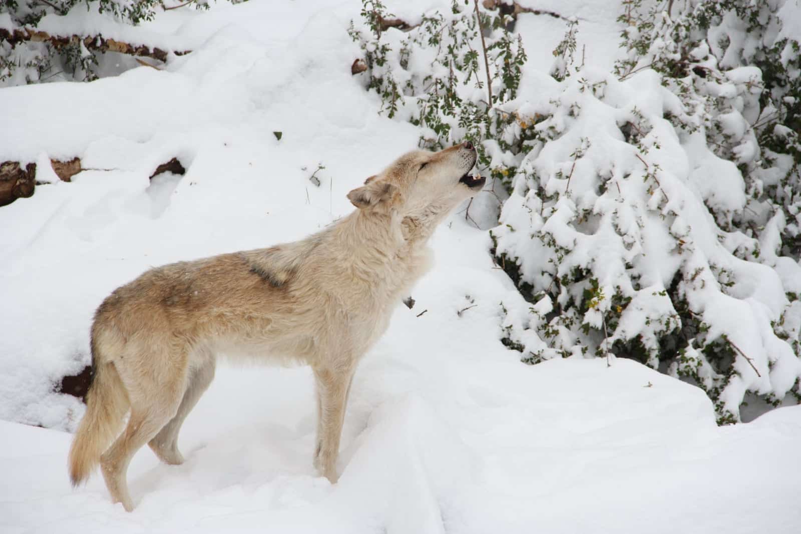 Wolf howling in the winter snow at Mission: Wolf in Westcliffe, Colorado