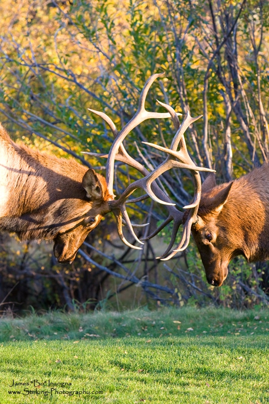 Two bull elk are sparring  during the rut or mating season in Rocky Mountain National Park